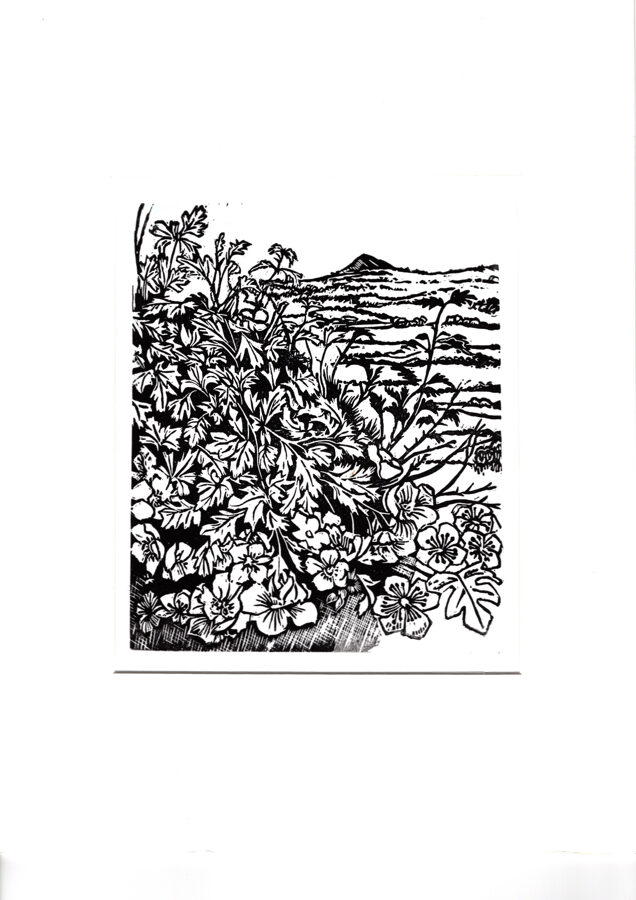 Past Hawthorns (Black & White) On Watercolour Paper