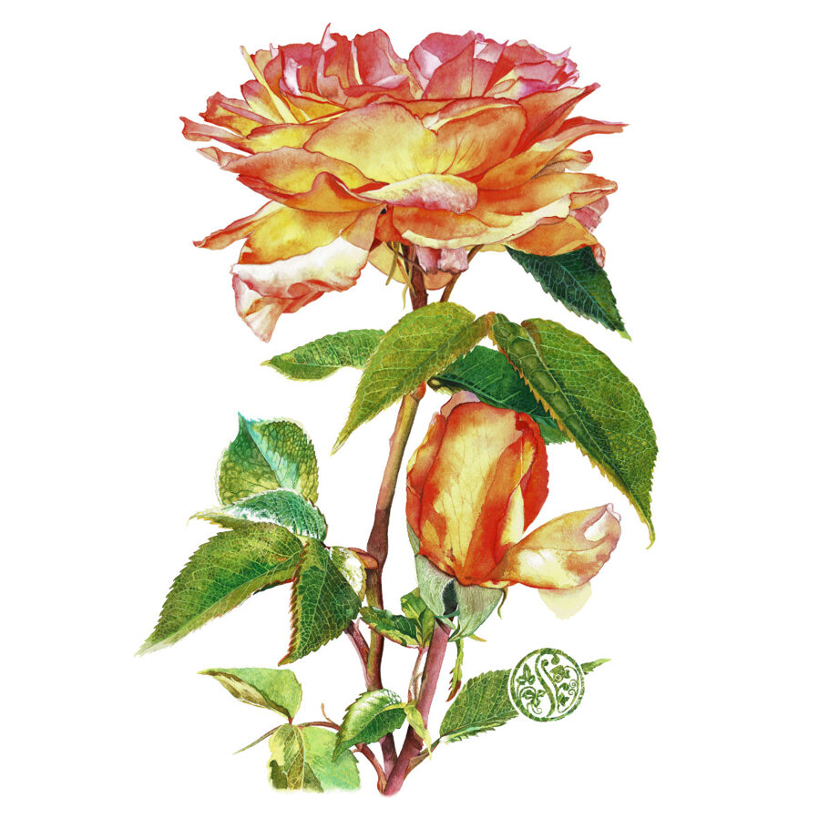 Tea Rose - 'Henri Delbard'