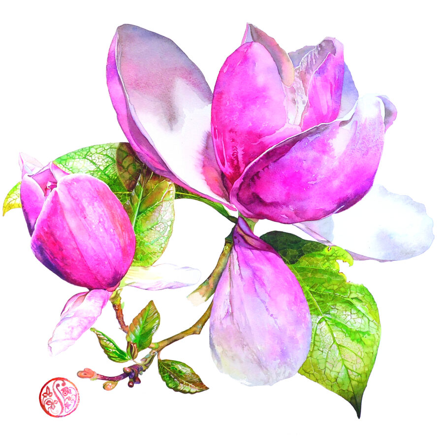 Magnolia - Hendorgor