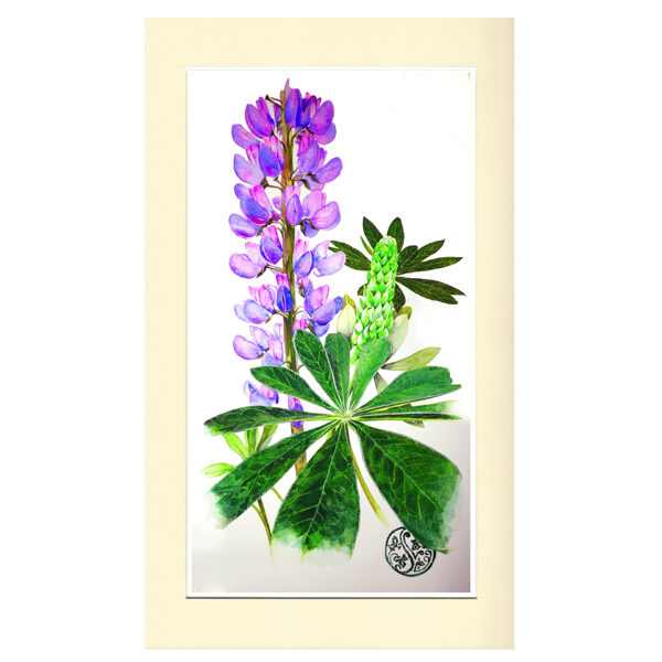 Lupin Study 26cm 49cm