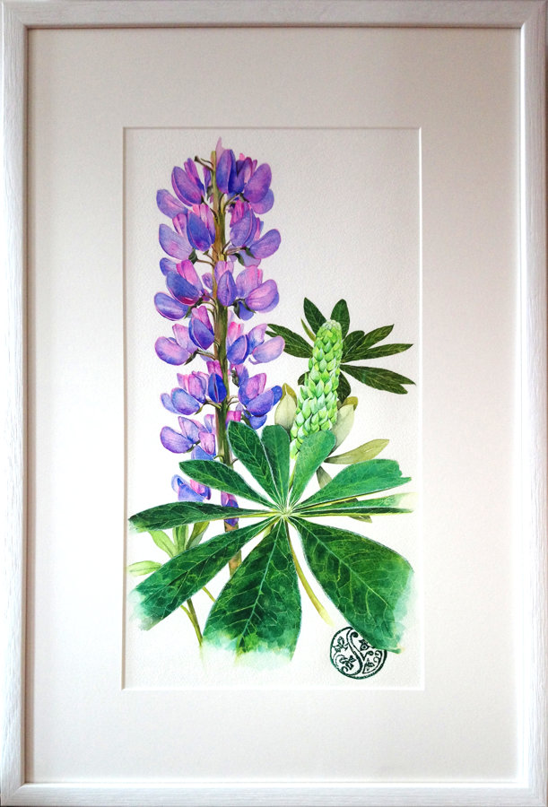 Lupins