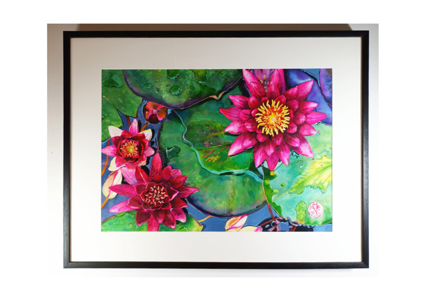Waterlilies - Bodnant